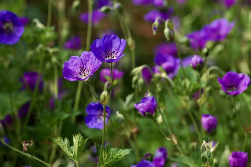 Achat de plantes vivaces façille d'entretien qui fleurisse toute l'année à proximité d'Andernos