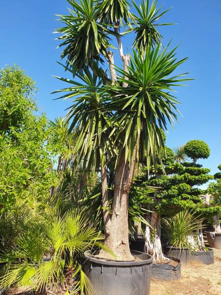 Vente de Yucca elephantipes proche du Bassin d'Arcachon, tarifs pour les professionnels