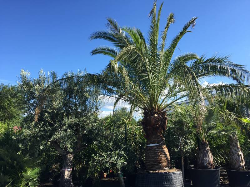 Phoenix Canariensis de grande taille, prix spécial professionnels paysagistes au Bassin d'Arcachon