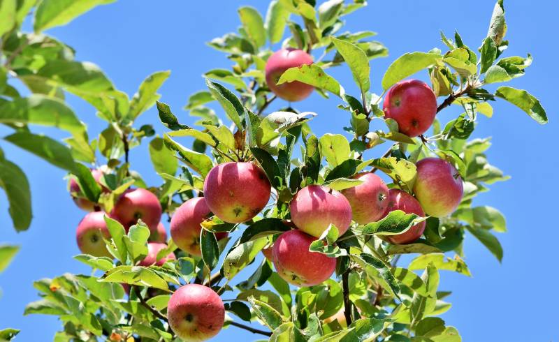 Fournisseur d’arbres fruitiers sur le bassin d’Arcachon ?