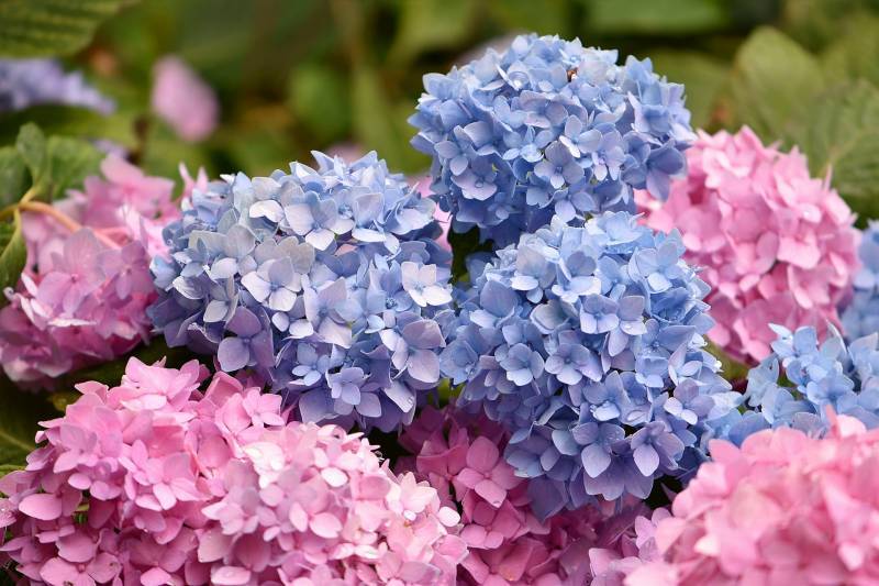 Vente d’Hortensia à la Jardinerie Delbard Le Porge située non loin du Cap Ferret.