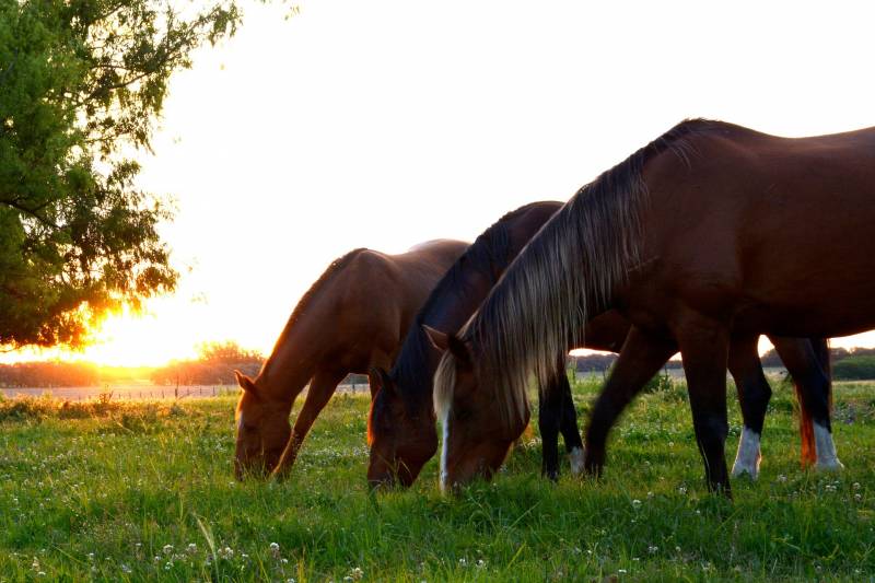 Fournisseur d’aliments pour chevaux sur le Bassin d’Arcachon