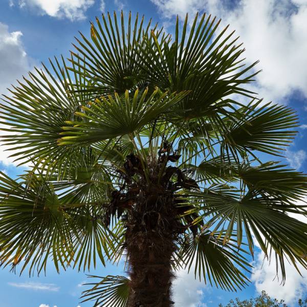 Vente de palmiers pour les professionnels proche du Bassin d'Arcachon